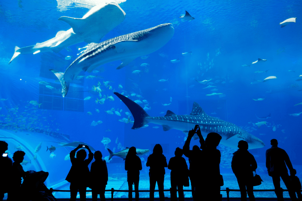 Visitors observing whale sharks in large aquarium.