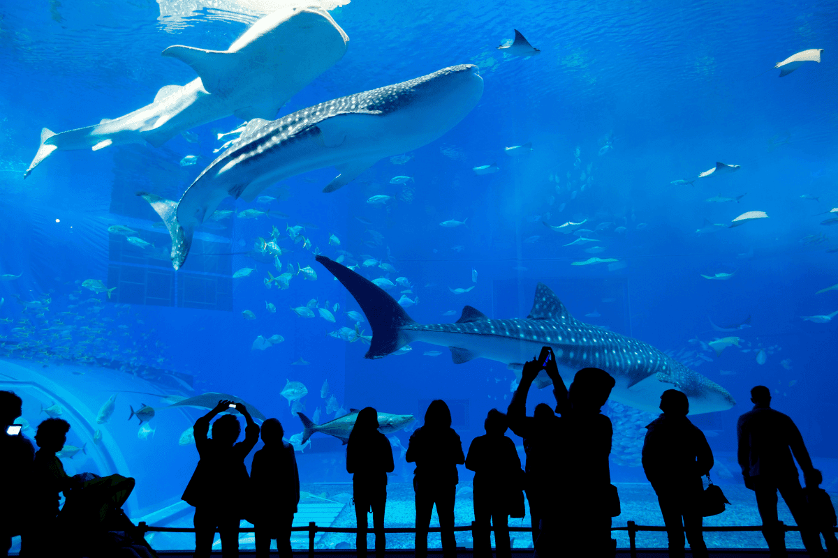 Visitors observing whale sharks in large aquarium.