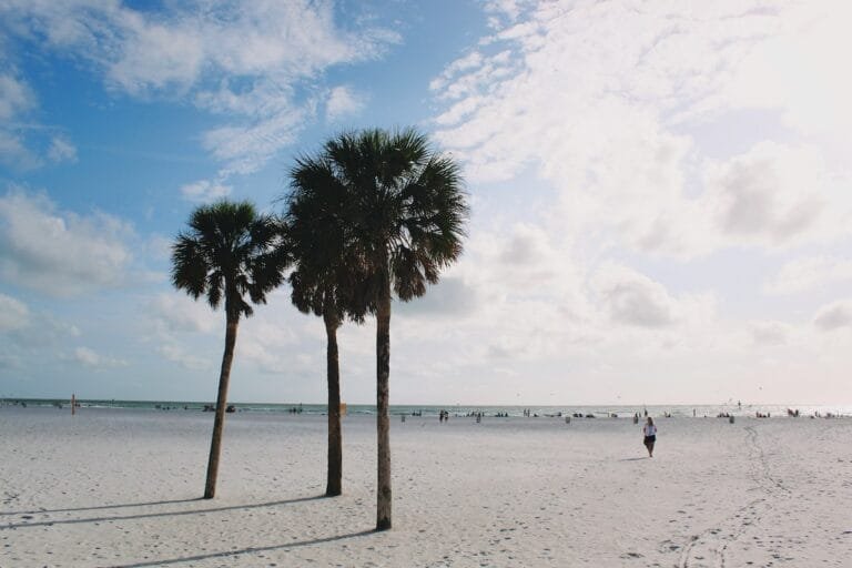 Sunny beach with palm trees and distant ocean